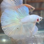 betta385