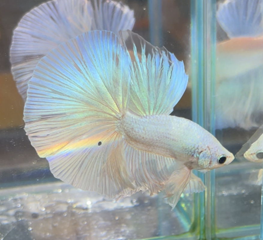 betta385