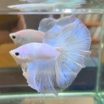 betta385