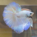 betta386