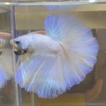 betta386
