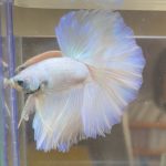 betta386
