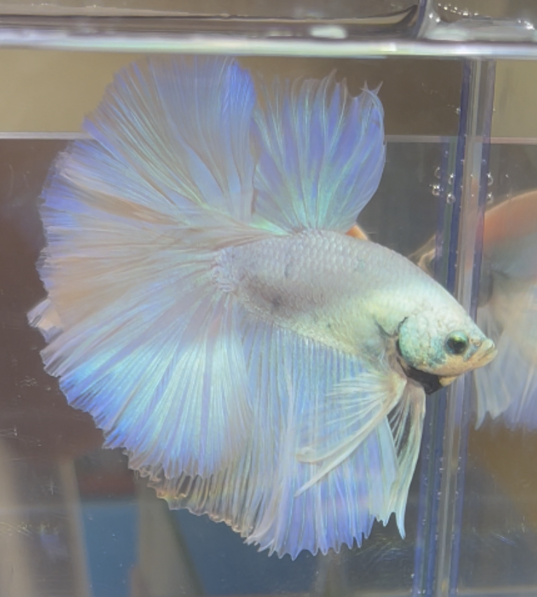 betta386