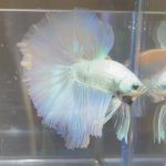 betta386