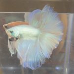 betta386