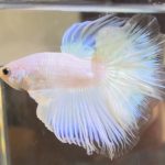 betta387