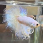 betta387