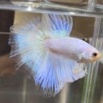 betta387
