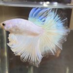 betta387