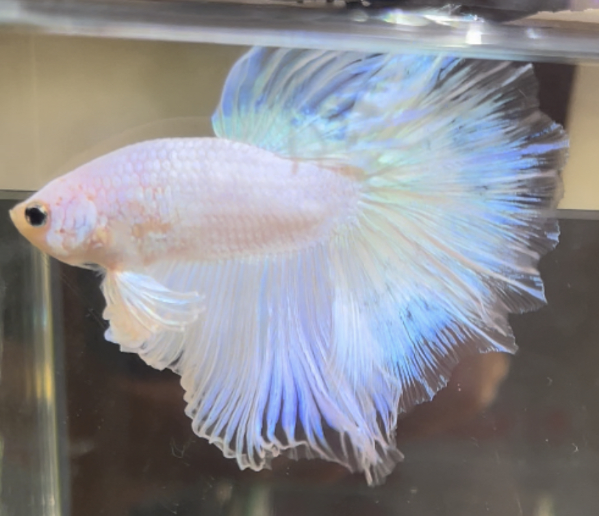 betta387