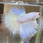 betta387