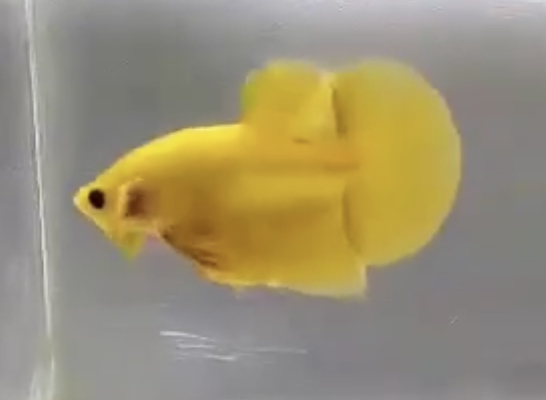 betta389