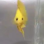 betta389