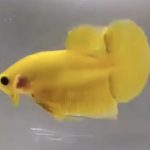 betta389