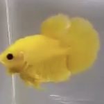 betta389