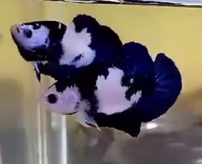 betta390