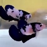 betta390