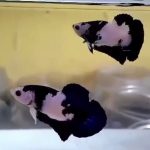 betta390