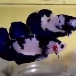 betta390