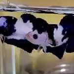 betta390