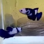 betta391
