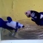 betta391