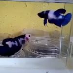betta391