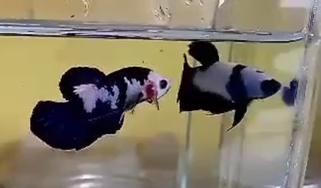 betta391