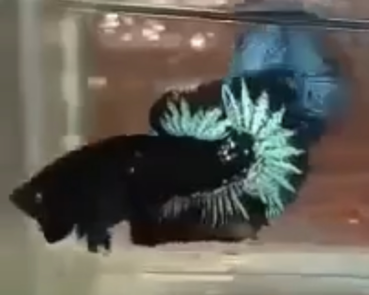 betta394