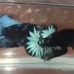 betta394