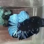 betta394
