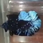 betta394