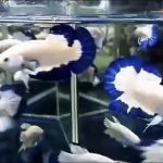 betta393