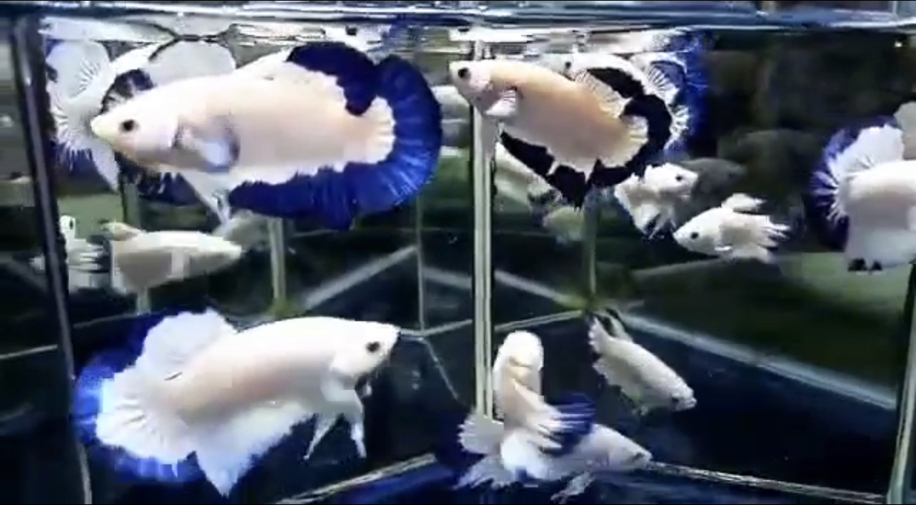 betta393
