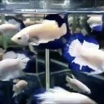 betta393
