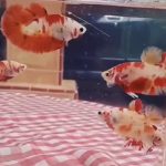 betta392