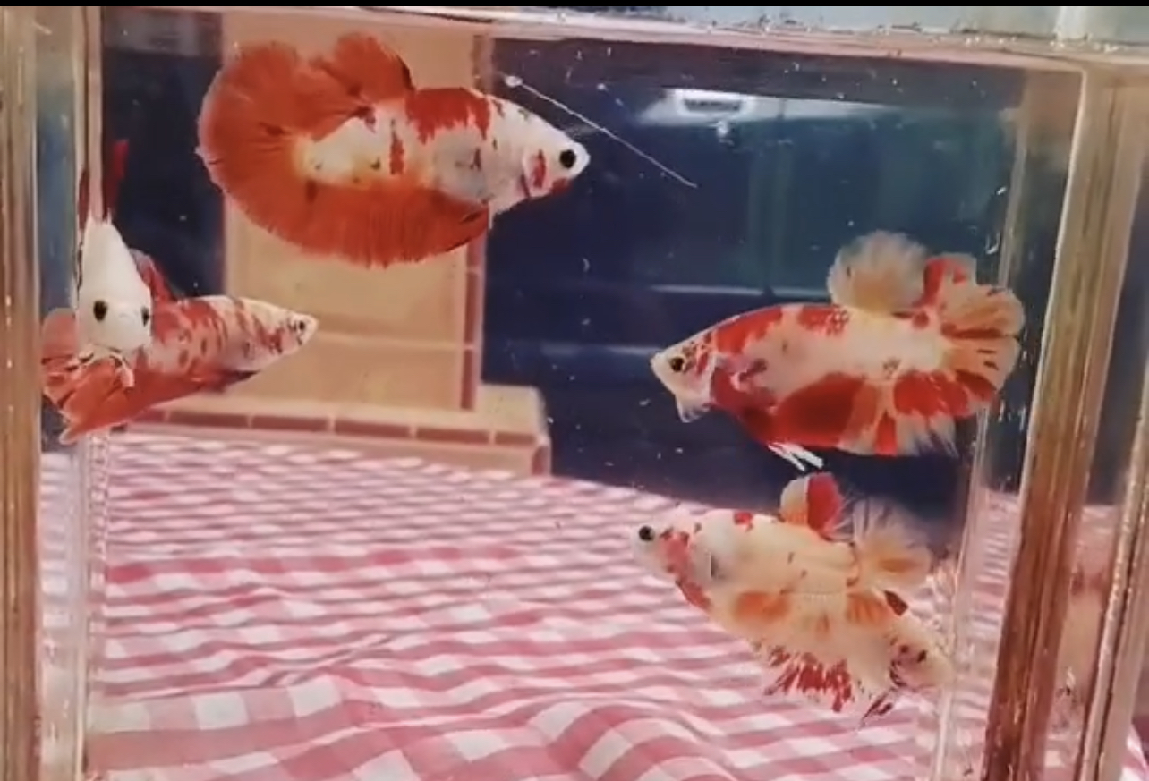 betta392
