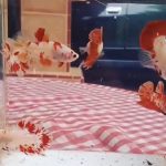 betta392