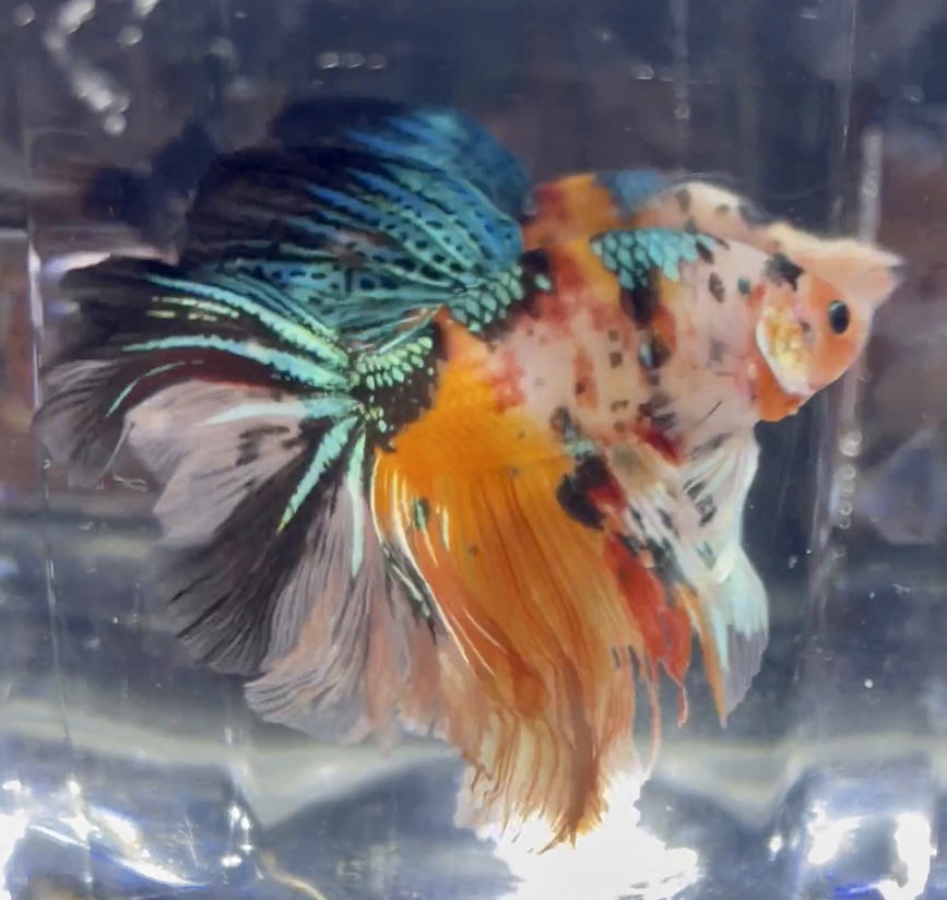betta396