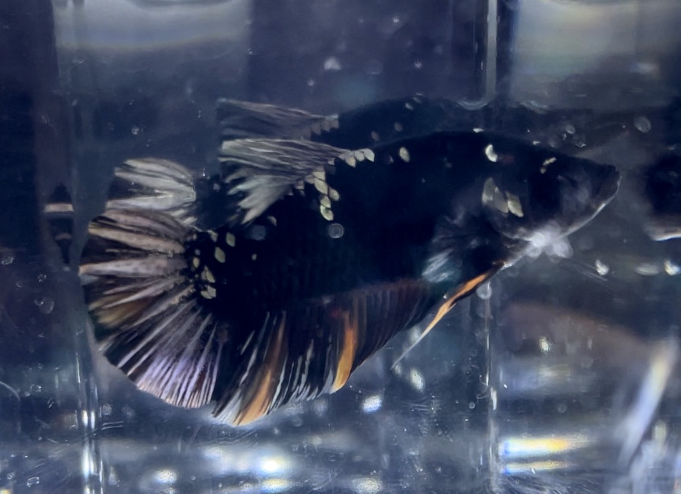 betta397