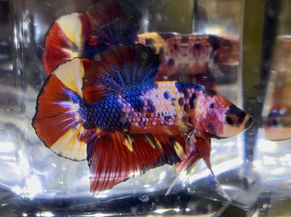 betta398