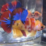 betta395