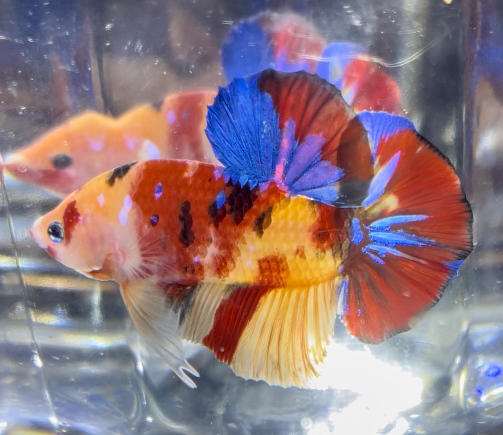 betta395