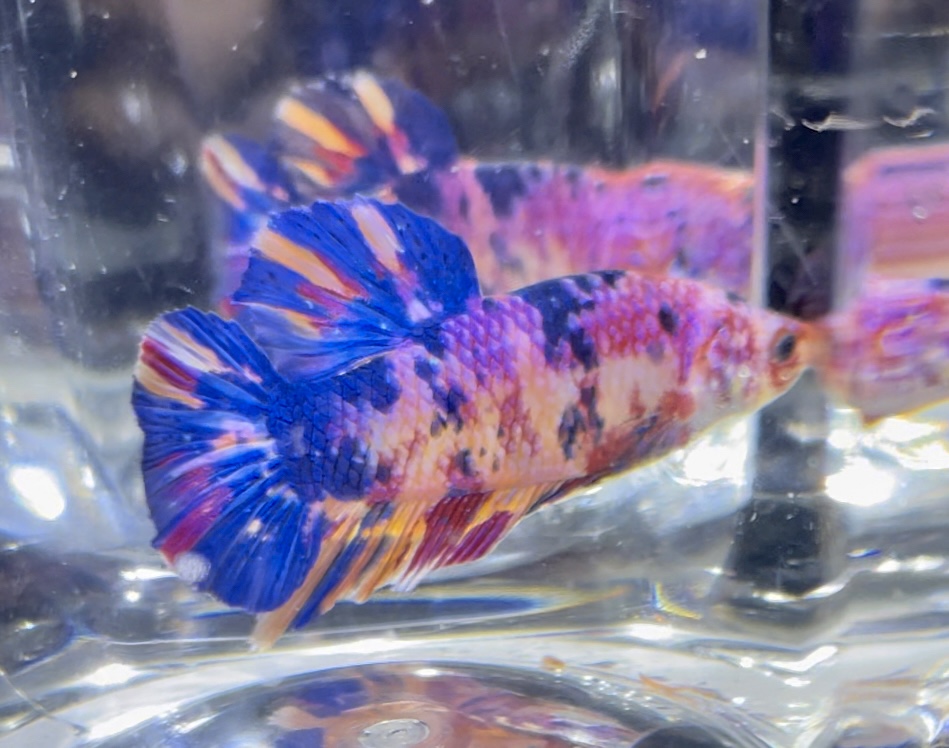 betta400