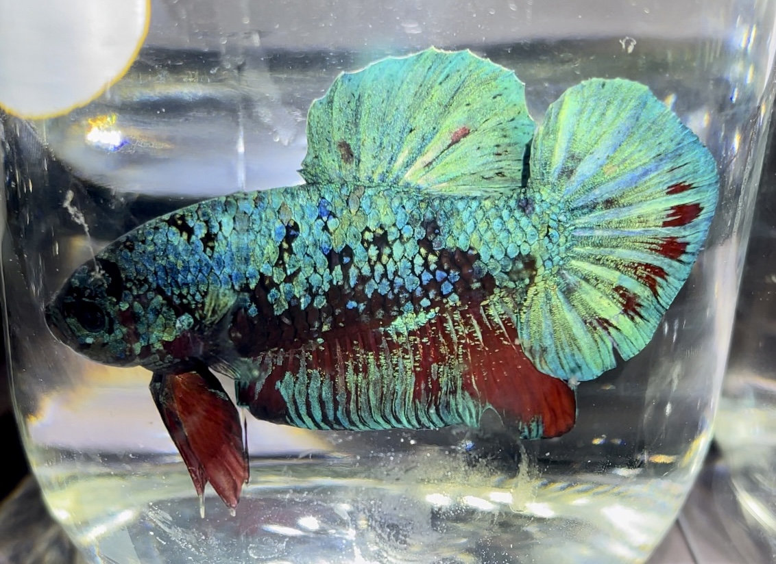 betta399