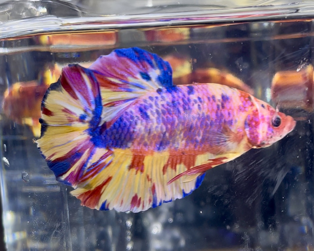 betta401