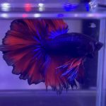 betta345