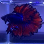 betta345
