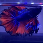 betta345