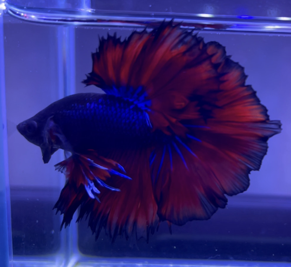 betta345